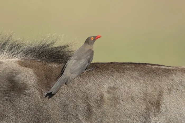 Framed Print : Red-billed Oxpecker (Buphagus erythrorhynchus) feeding upon Wildebeest, Savuti, Botswanan Framed Print : Red-billed Oxpecker (Buphagus erythrorhynchus) feeding upon Wildebeest, Savuti, Botswanan