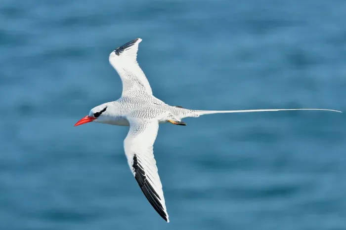 Framed Print : Red-billed Tropicbird (Phaethon aethereus), Galapagos Islands National Park, South Plaza Island, Ecuador Framed Print : Red-billed Tropicbird (Phaethon aethereus), Galapagos Islands National Park, South Plaza Island, Ecuador