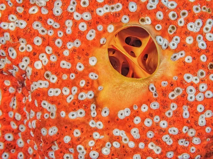 Framed Print : Red Boring Sponge (Cliona delitrix), Grand Cayman, Cayman Islands, British West Indies Framed Print : Red Boring Sponge (Cliona delitrix), Grand Cayman, Cayman Islands, British West Indies
