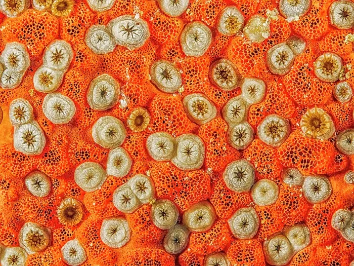 Framed Print : Red Boring Sponge (Cliona delitrix), Grand Cayman, Cayman Islands, British West Indies Framed Print : Red Boring Sponge (Cliona delitrix), Grand Cayman, Cayman Islands, British West Indies