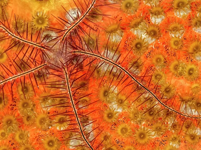 Framed Print : Red Boring Sponge (Cliona delitrix) with small Brittle Starfish, Grand Cayman, Cayman Islands, British West Indies Framed Print : Red Boring Sponge (Cliona delitrix) with small Brittle Starfish, Grand Cayman, Cayman Islands, British West Indies