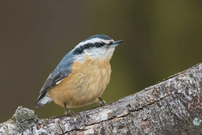 Framed Print : Red-breasted Nuthatch (Sitta canadensis), Ontario, Canada