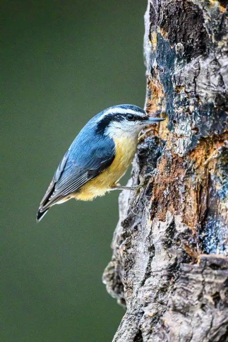Framed Print : Red breasted nuthatch (Sitta canadensis), Greater Sudbury, Ontario, Canada Framed Print : Red breasted nuthatch (Sitta canadensis), Greater Sudbury, Ontario, Canada