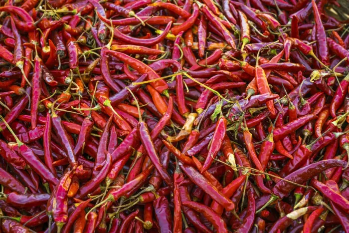 Framed Print : Detail of red chili peppers, near Kalaw, Kalaw Township, Taunggyi District, Shan State Framed Print : Detail of red chili peppers, near Kalaw, Kalaw Township, Taunggyi District, Shan State