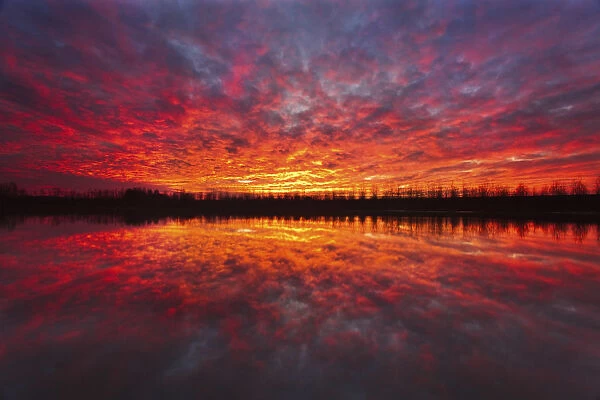Red clouds, painted by the sunrise, with a row of poplars reflected by the rivers