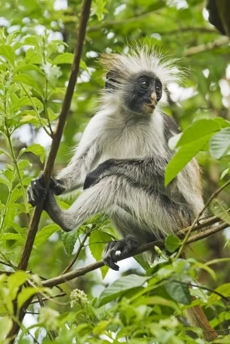Framed Print : Red Colobus Monkey, Jozani Forest Reserve, Zanzibar