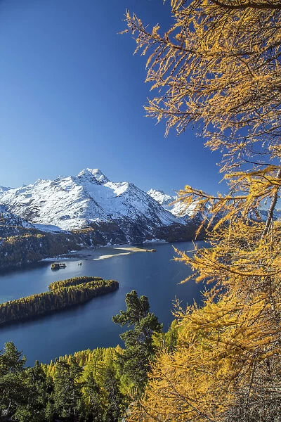 The red color of the larches contrasts with the blue of Lake Sils in autumn. Engadine