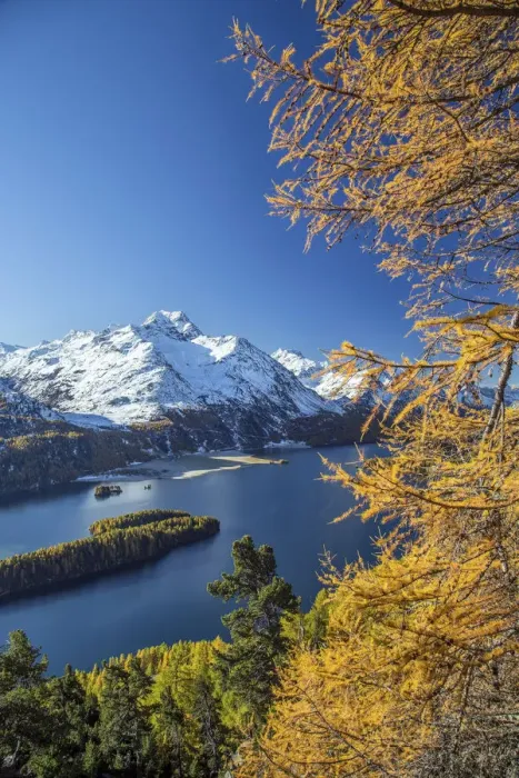 Framed Print : The red color of the larches contrasts with the blue of Lake Sils in autumn. Engadine Framed Print : The red color of the larches contrasts with the blue of Lake Sils in autumn. Engadine