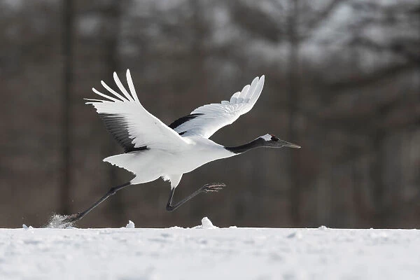 Red-crowned crane (Grus japonensis) taking off from snow-covered field, Hokkaido, Japan