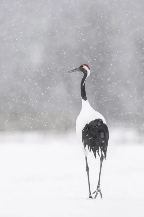 Framed Print : Red-crowned crane (Grus japonensis), Hokkaido, Japan Framed Print : Red-crowned crane (Grus japonensis), Hokkaido, Japan