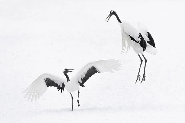 Red-crowned crane (Grus japonensis) courtship display with dancing and jumping, Hokkaido