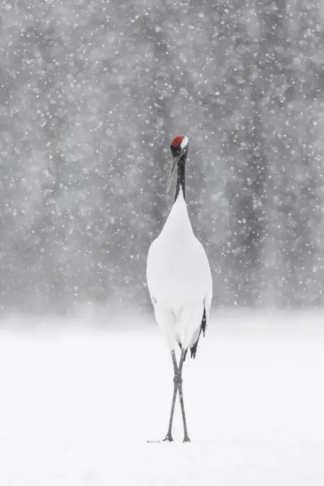 Framed Print : Red-crowned crane (Grus japonensis), Hokkaido, Japan Framed Print : Red-crowned crane (Grus japonensis), Hokkaido, Japan