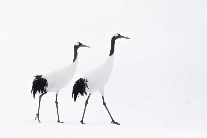 Framed Print : Red-crowned crane (Grus japonensis) adult pair walking in snow, Hokkaido, Japan Framed Print : Red-crowned crane (Grus japonensis) adult pair walking in snow, Hokkaido, Japan