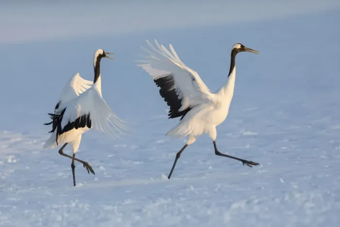 Framed Print : Red-crowned crane (Grus japonensis) courtship display with dancing and jumping, Hokkaido Framed Print : Red-crowned crane (Grus japonensis) courtship display with dancing and jumping, Hokkaido