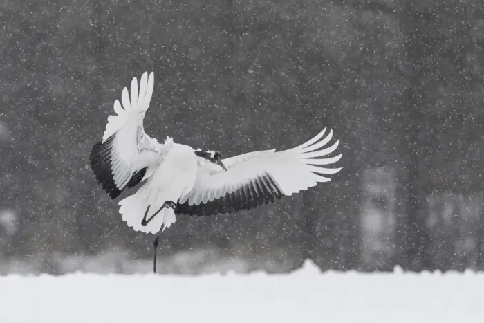 Framed Print : Red-crowned crane (Grus japonensis) landing in snow-covered field, Hokkaido, Japan Framed Print : Red-crowned crane (Grus japonensis) landing in snow-covered field, Hokkaido, Japan