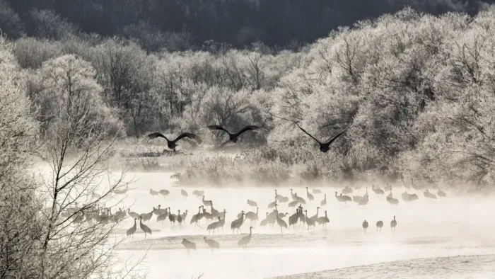 Framed Print : Red crowned cranes from Otowa bridge, Tsurui, Hokkaido, Japan