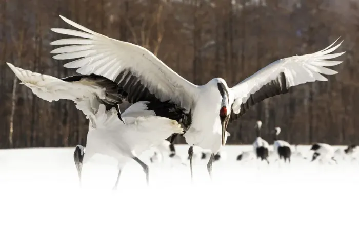 Framed Print : Red crowned cranes, Tsurui, Hokkaido, Japan Framed Print : Red crowned cranes, Tsurui, Hokkaido, Japan