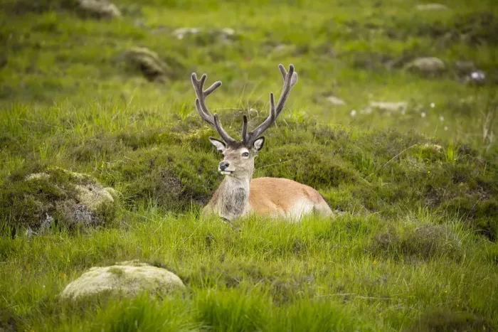 Framed Print : Red deer, Glen Coe, Fort William, Highlands, Scotland, United Kingdom, Europe Framed Print : Red deer, Glen Coe, Fort William, Highlands, Scotland, United Kingdom, Europe