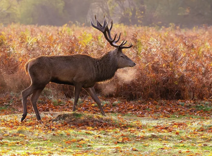 Framed Print : Red deer stag in the early morning mist during rutting season in Bushy Park, London, England Framed Print : Red deer stag in the early morning mist during rutting season in Bushy Park, London, England