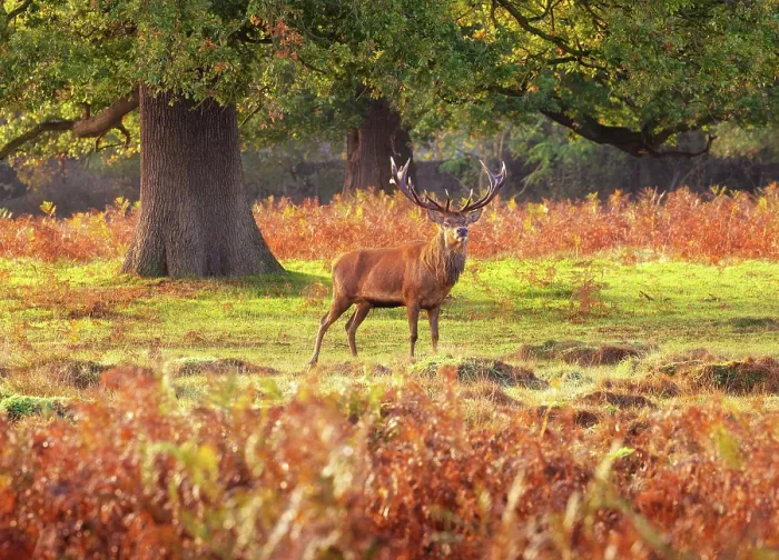 Framed Print : Red deer stag in the early morning during rutting season in Bushy Park, London, England Framed Print : Red deer stag in the early morning during rutting season in Bushy Park, London, England