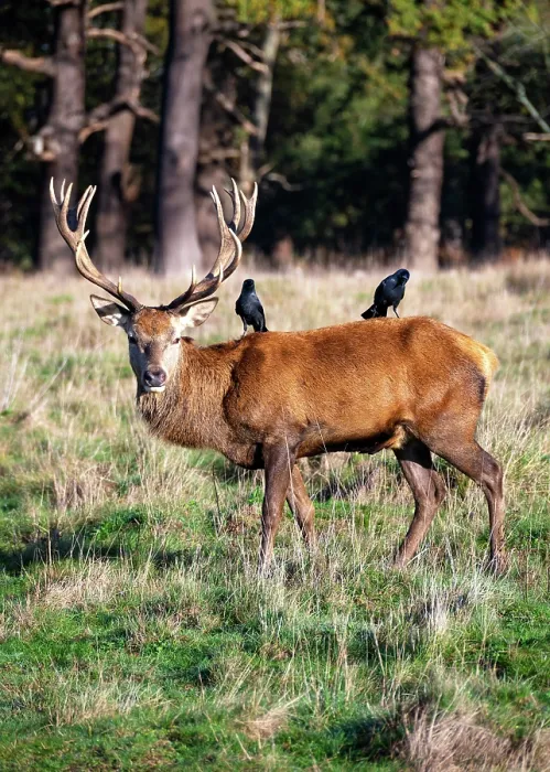 Framed Print : A red deer stag with two jackdaws sitting on his back, Richmond Park, Richmond, London, England Framed Print : A red deer stag with two jackdaws sitting on his back, Richmond Park, Richmond, London, England