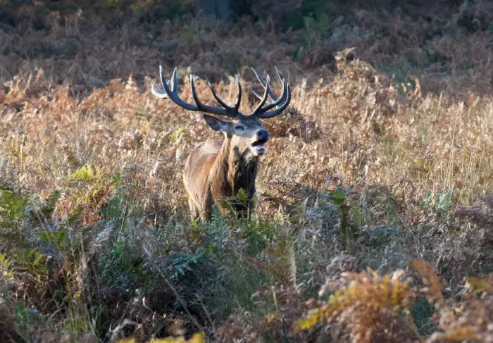 Framed Print : Red deer stag male roaring during the rutting season, Richmond Park, Surrey, UK Framed Print : Red deer stag male roaring during the rutting season, Richmond Park, Surrey, UK