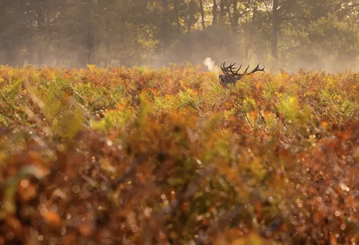 Framed Print : Red deer stag roaring in the early morning during rutting season in Bushy Park, London, England Framed Print : Red deer stag roaring in the early morning during rutting season in Bushy Park, London, England