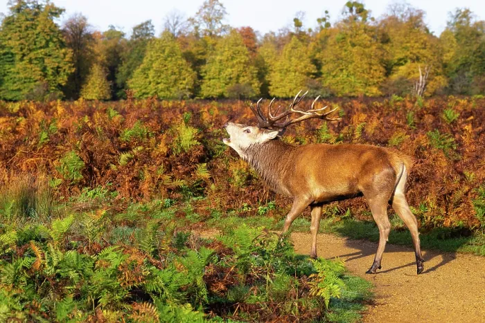 Framed Print : Red deer stag roaring during rutting season in Bushy Park, London, England Framed Print : Red deer stag roaring during rutting season in Bushy Park, London, England