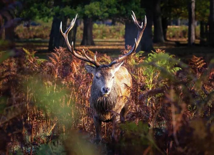 Framed Print : Red deer stag during rutting season in Bushy Park, London, England Framed Print : Red deer stag during rutting season in Bushy Park, London, England