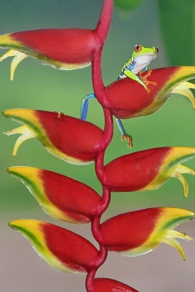Red-eyed Tree Frog (Agalychins callydrias) on a Heliconia (Heliconoa stricta) flower