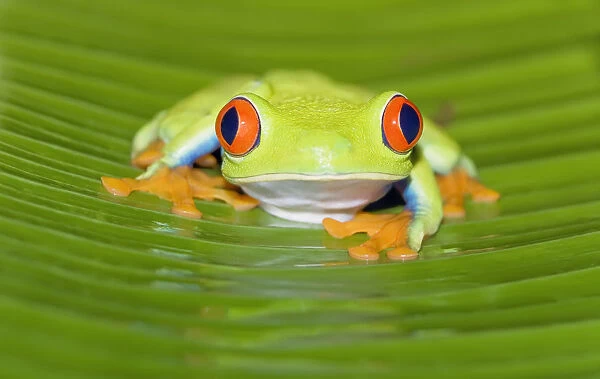 Red-eyed Tree Frog (Agalychins callydrias) staring, Costa Rica
