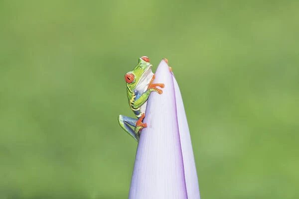 Red eyed tree frog (Agalychins callydrias) on pink flower, Costa Rica