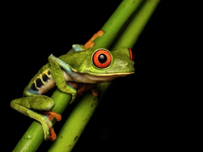 Framed Print : Red-eyed Tree Frog (Agalychnis callidrya), Boca Tapada, Alajuela Province, Costa Rica Framed Print : Red-eyed Tree Frog (Agalychnis callidrya), Boca Tapada, Alajuela Province, Costa Rica