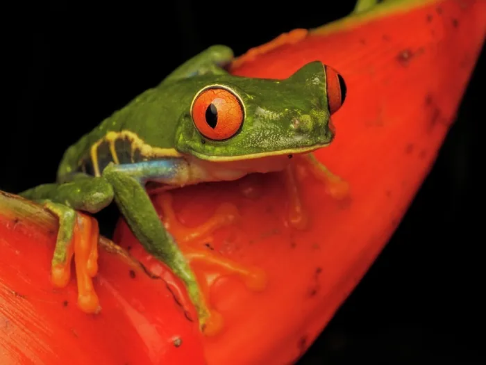 Framed Print : Red-eyed Tree Frog (Agalychnis callidrya), Boca Tapada, Alajuela Province, Costa Rica Framed Print : Red-eyed Tree Frog (Agalychnis callidrya), Boca Tapada, Alajuela Province, Costa Rica