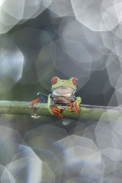 Red-eyed tree frog (Agalychnis callidryas) with natural bokeh, lowland rainforest