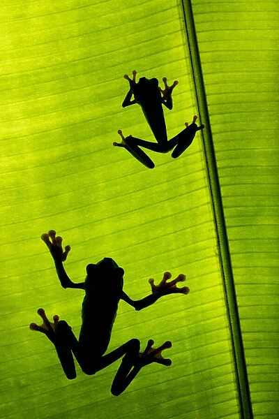 Red-eyed tree frog (Agalychnis callidryas), male and female silhouetted climbing up