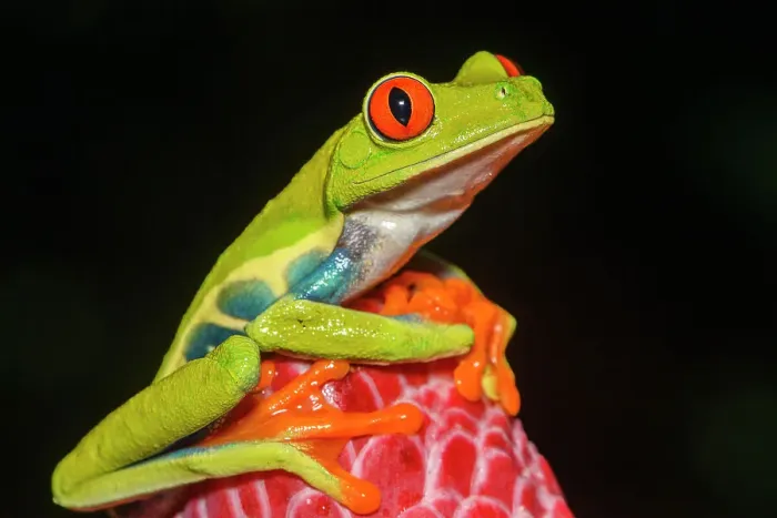 Framed Print : Red-Eyed Tree Frog (Agalychnis callidryas). Captive, Frogs Heaven, Limon, Costa Rica