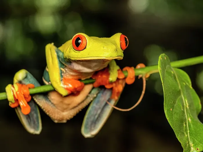 Framed Print : Red-eyed Tree Frog (Agalychnis callidryas), Boca Tapada, Costa Rica Framed Print : Red-eyed Tree Frog (Agalychnis callidryas), Boca Tapada, Costa Rica