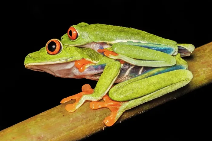 Framed Print : Red-eyed Tree Frog (Agalychnis callidryas) in amplexus, Boca Tapada, Costa Rica Framed Print : Red-eyed Tree Frog (Agalychnis callidryas) in amplexus, Boca Tapada, Costa Rica