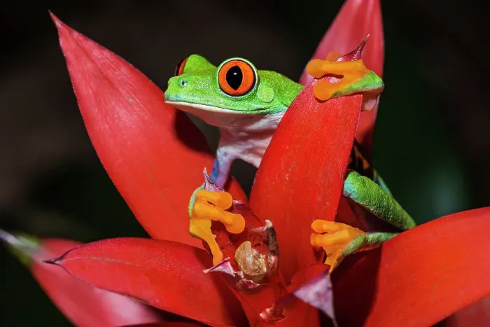 Framed Print : Red-eyed Tree Frog (Agalychnis callidryas) - captive, Ontario, Canada Framed Print : Red-eyed Tree Frog (Agalychnis callidryas) - captive, Ontario, Canada