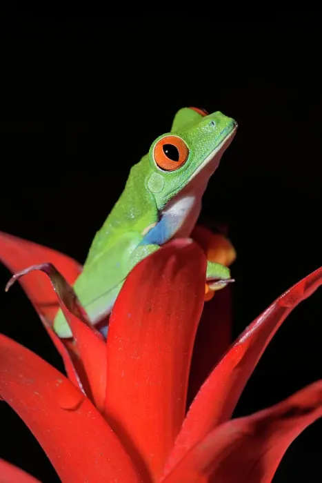 Framed Print : Red-eyed Tree Frog (Agalychnis callidryas) - captive bred