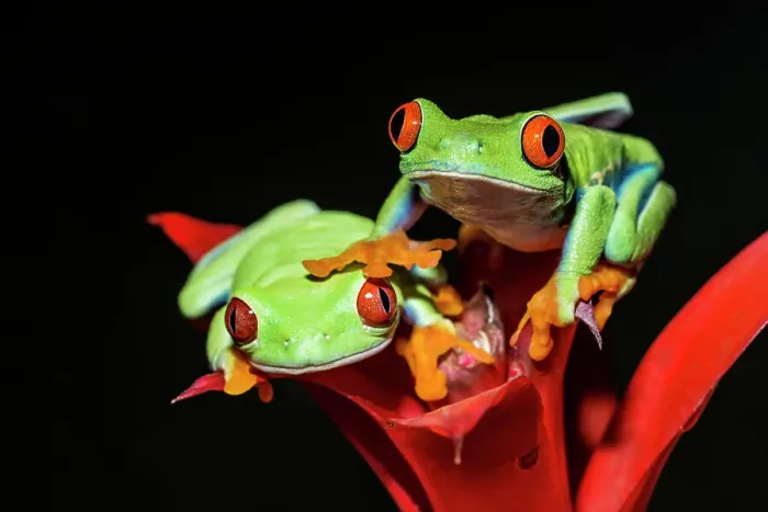 Framed Print : Red-eyed Tree Frog (Agalychnis callidryas) - captive bred