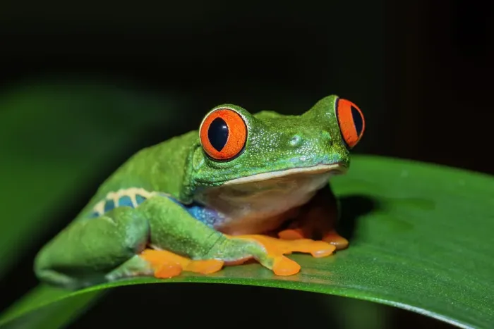 Framed Print : Red-eyed Tree Frog (Agalychnis callidryas) - captive bred Framed Print : Red-eyed Tree Frog (Agalychnis callidryas) - captive bred