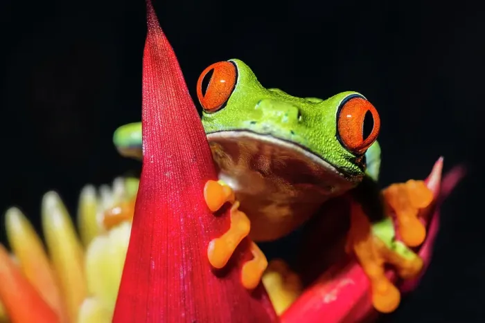 Framed Print : Red-eyed Tree Frog (Agalychnis callidryas) - captive bred Framed Print : Red-eyed Tree Frog (Agalychnis callidryas) - captive bred