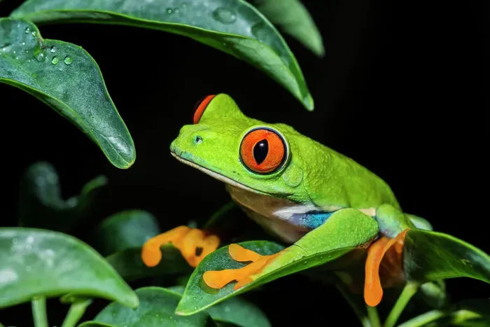 Framed Print : Red-eyed Tree Frog (Agalychnis callidryas) - captive bred Framed Print : Red-eyed Tree Frog (Agalychnis callidryas) - captive bred