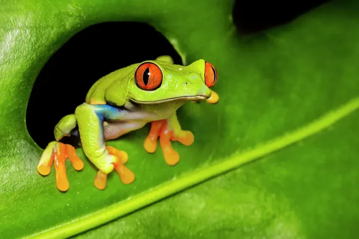 Framed Print : Red-eyed Tree Frog (Agalychnis callidryas) - captive bred