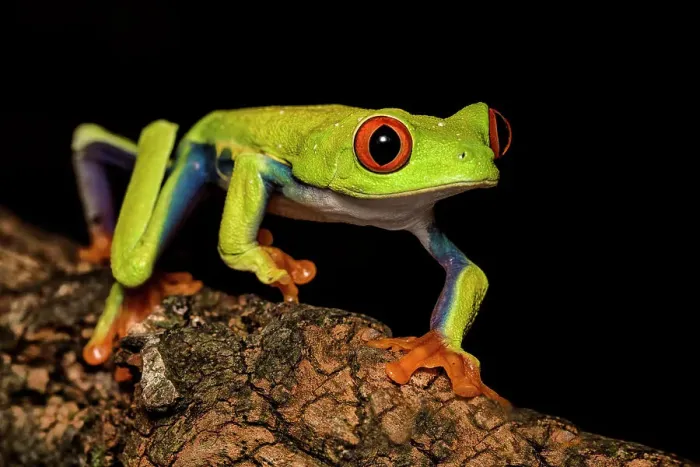 Framed Print : Red-eyed Tree Frog (Agalychnis callidryas) - captive bred Framed Print : Red-eyed Tree Frog (Agalychnis callidryas) - captive bred