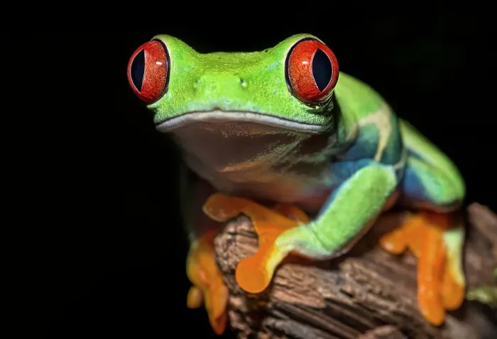 Framed Print : Red-eyed Tree Frog (Agalychnis callidryas) - captive bred