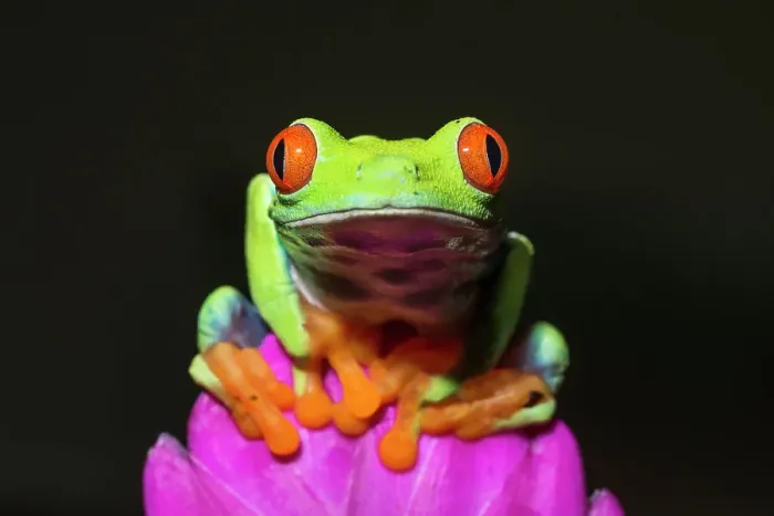 Framed Print : Red-eyed Tree Frog (Agalychnis callidryas) - captive bred
