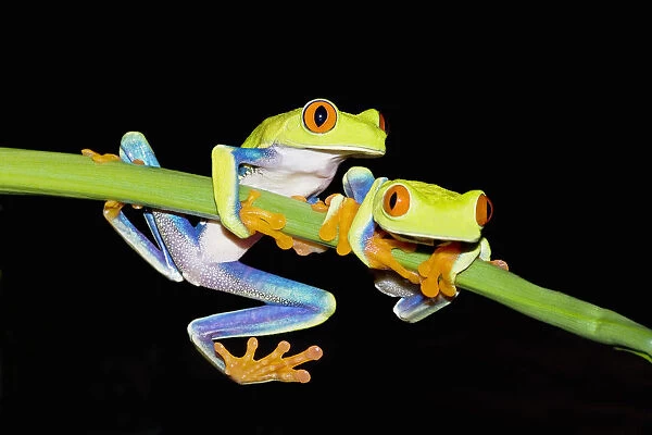 Red-eyed Tree Frogs (Agalychins callydrias) on green plant stem, Costa Rica